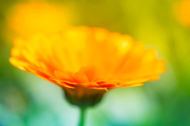 Bahçede büyüyen ve açan güzel, altın renkli bir takvim. Saha fotoğrafının derinliği. Sarı kadife çiçeği bitkisel çay malzemesi, vegan, organik.