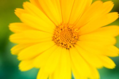 Bahçede büyüyen ve açan güzel, altın renkli bir takvim. Saha fotoğrafının derinliği. Sarı kadife çiçeği bitkisel çay malzemesi, vegan, organik.