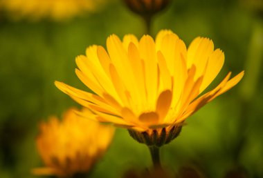 Bahçede büyüyen ve açan güzel, altın renkli bir takvim. Saha fotoğrafının derinliği. Sarı kadife çiçeği bitkisel çay malzemesi, vegan, organik.