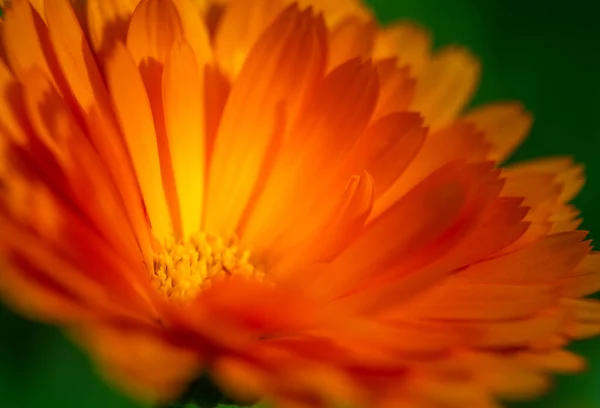 Zahradě Rostou Kvetou Krásné Zlaté Květy Kalendáře Mělká Hloubka Snímku — Stock fotografie