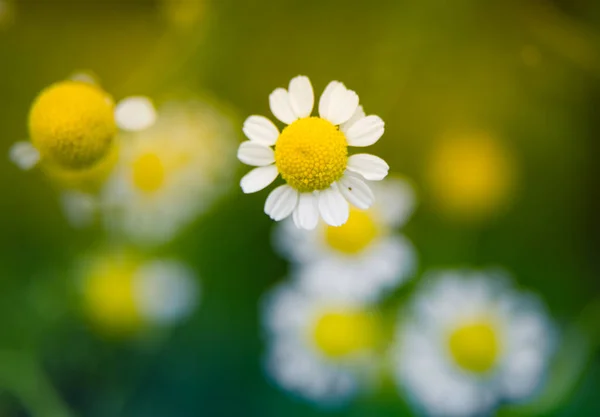 Une Belle Camomille Fraîche Parfumée Qui Pousse Dans Jardin Faible — Photo