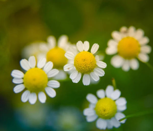 Une Belle Camomille Fraîche Parfumée Qui Pousse Dans Jardin Faible — Photo