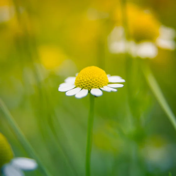 Une Belle Camomille Fraîche Parfumée Qui Pousse Dans Jardin Faible — Photo