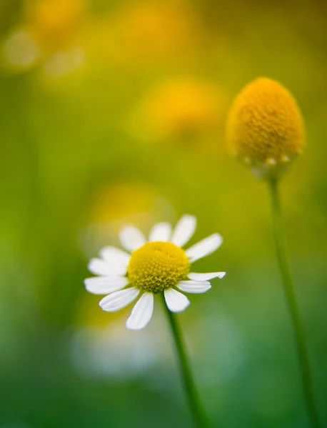Beautiful Scented Fresh Chamomile Growing Garden Shallow Deapth Field Photo — Stock Photo, Image