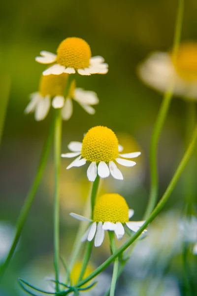 Uma Camomila Fresca Perfumada Que Cresce Jardim Deapth Raso Foto — Fotografia de Stock