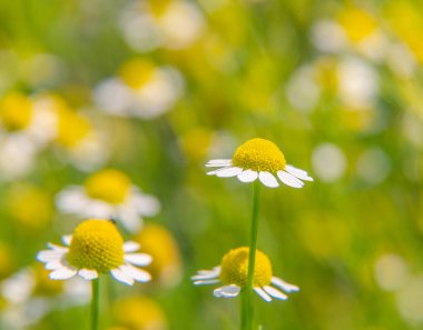 Bahçede yetişen güzel, kokulu taze bir papatya çayı. Saha fotoğrafının sığ derinliği. Vejetaryen, bitki çayı..