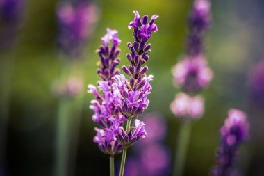 Bahçedeki lavanta çiçeklerinin güzel yakın çekimi. Tatlı kokulu doğal, vegan içeriği