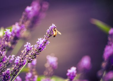 Bahçedeki lavanta çiçeklerinin güzel yakın çekimi. Tatlı kokulu doğal, vegan içeriği
