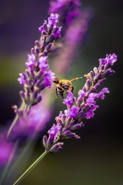 Bahçedeki lavanta çiçeklerinin güzel yakın çekimi. Tatlı kokulu doğal, vegan içeriği