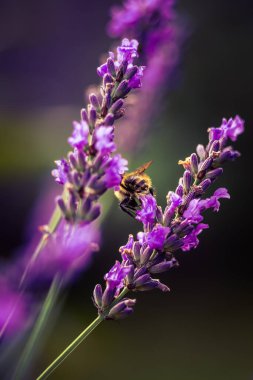 Bahçedeki lavanta çiçeklerinin güzel yakın çekimi. Tatlı kokulu doğal, vegan içeriği