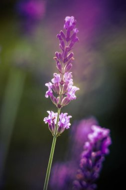 Bahçedeki lavanta çiçeklerinin güzel yakın çekimi. Tatlı kokulu doğal, vegan içeriği