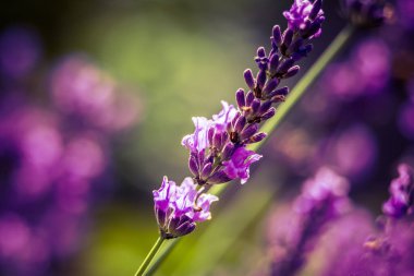 Bahçedeki lavanta çiçeklerinin güzel yakın çekimi. Tatlı kokulu doğal, vegan içeriği