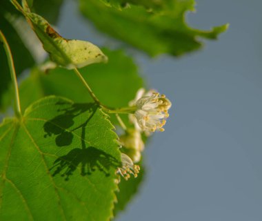 Yazın güzel ıhlamur ağaçları çiçek açar. Tıbbi, bitkisel, vegan, organik çay..
