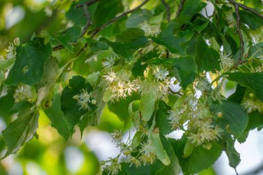 Yazın güzel ıhlamur ağaçları çiçek açar. Tıbbi, bitkisel, vegan, organik çay..