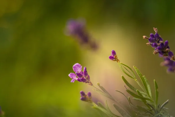 Mooie Close Van Lavendelbloemen Tuin Zoet Geurend Natuurlijk Veganistisch Ingrediënt — Stockfoto