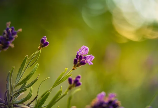 Mooie Close Van Lavendelbloemen Tuin Zoet Geurend Natuurlijk Veganistisch Ingrediënt — Stockfoto