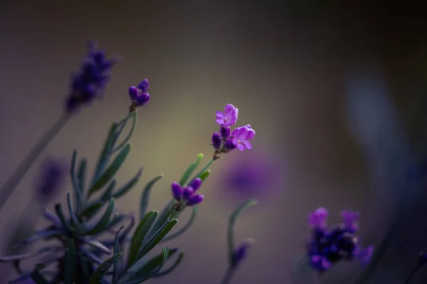 Hermoso Primer Plano Flores Lavanda Jardín Dulce Aroma Natural Ingrediente —  Fotos de Stock