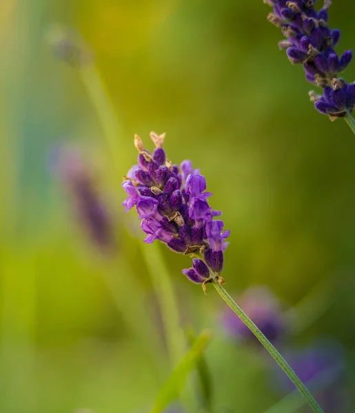 Mooie Close Van Lavendelbloemen Tuin Zoet Geurend Natuurlijk Veganistisch Ingrediënt — Stockfoto