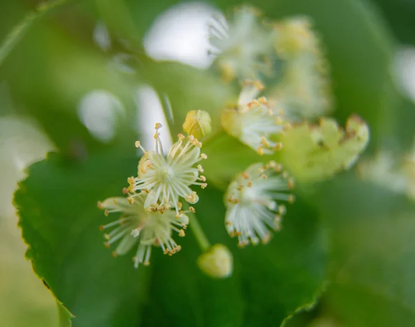 Belas Flores Tília Verão Medicinal Ervas Vegan Chá Orgânico — Fotografia de Stock