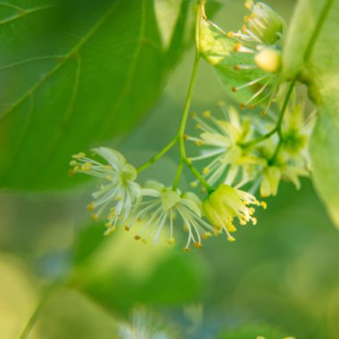 Yazın güzel ıhlamur ağaçları çiçek açar. Tıbbi, bitkisel, vegan, organik çay..