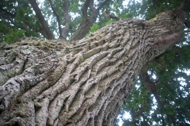 Sert kabuklu güzel bir meşe ağacı gövdesi. Parktaki büyük ağaç. Doğal manzara.