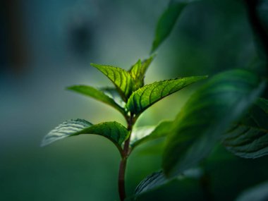 Bahçedeki nane yaprağının güzel yakın çekimi. Doğal, taze, serinletici bitki çayı, vegan, organik malzeme..