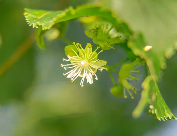 Prachtige Lindeboom Bloeit Zomer Geneeskrachtige Kruiden Veganistische Biologische Thee — Stockfoto