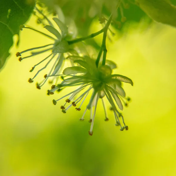 Beautiful Linden Tree Blossoms Summer Medicinal Herbal Vegan Organic Tea — Stock Photo, Image