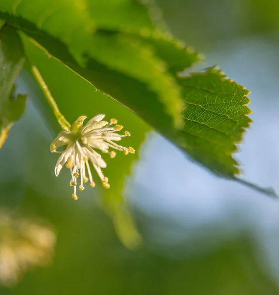 美丽的林登树夏天开花 有机茶 — 图库照片