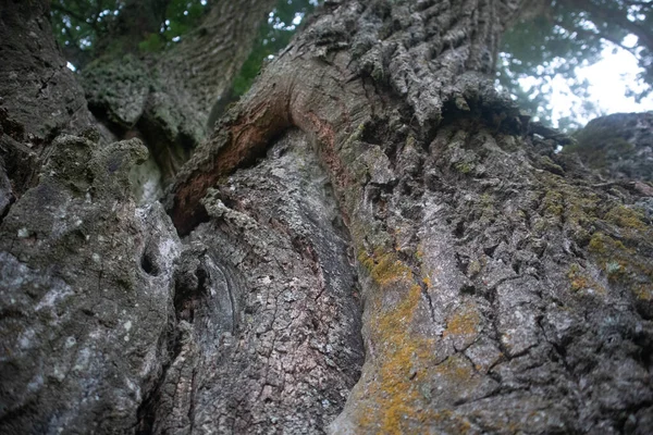 Krásný Dubový Kmen Drsnou Kůrou Velký Strom Parku Přírodní Scenérie — Stock fotografie