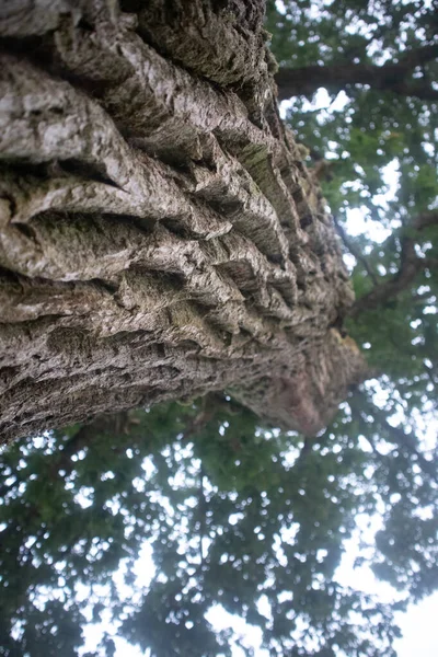Schöner Eichenstamm Mit Rauer Rinde Großer Baum Park Naturkulisse — Stockfoto