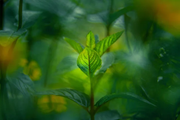 花园里漂亮的薄荷叶特写 天然的 新鲜的 冷却的草药茶 有机配料 — 图库照片