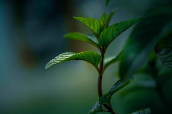 Beautiful closeup of peppermint leaves in the garden. NAtural, fresh, cooling herbal tea, vegan, organic ingredient.