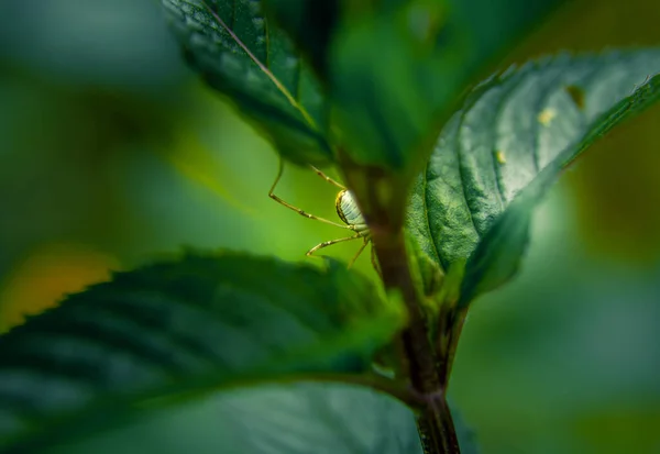 Beautiful Closeup Peppermint Leaves Garden Natural Fresh Cooling Herbal Tea — Stock Photo, Image