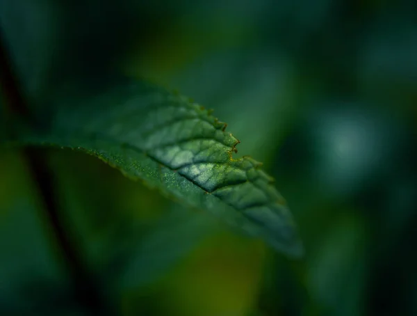 Beautiful closeup of peppermint leaves in the garden. NAtural, fresh, cooling herbal tea, vegan, organic ingredient.