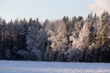 Kuzey Avrupa 'da güzel bir kış manzarası. Sabah ilk kar manzarası. Karda ağaçlar olan kırsal bir manzara..