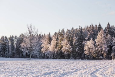 Kuzey Avrupa 'da güzel bir kış manzarası. Sabah ilk kar manzarası. Karda ağaçlar olan kırsal bir manzara..