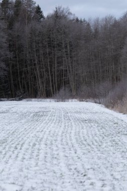 Kuzey Avrupa 'da güzel bir kış manzarası. Sabah ilk kar manzarası. Karda ağaçlar olan kırsal bir manzara..