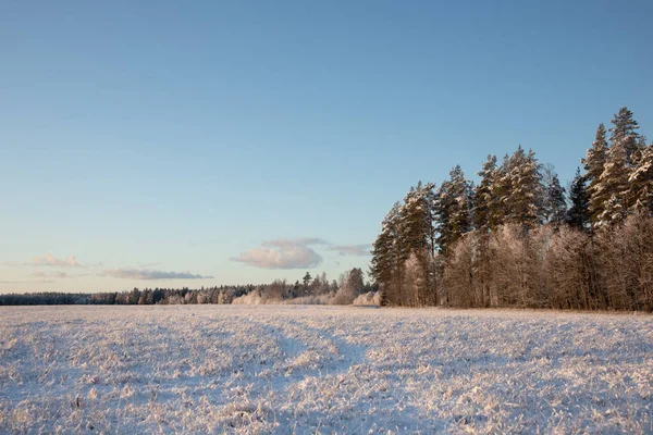 Krásná Raná Zimní Scenérie Severní Evropě Ranní Krajina Prvního Sněhu — Stock fotografie