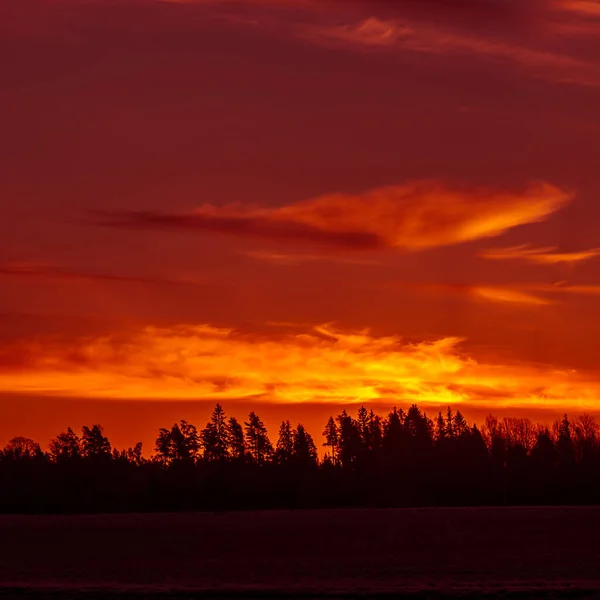 Paesaggio Bello Luminoso Colorato Alba Invernale Cielo Luminoso Prima Neve — Foto Stock