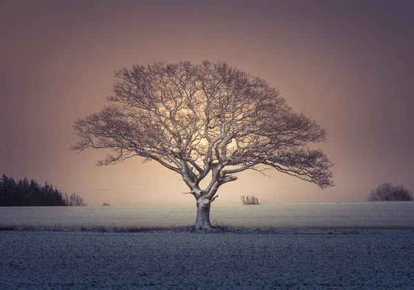 Uma Lanscape Enevoada Com Uma Queda Neve Durante Nascer Sol — Fotografia de Stock