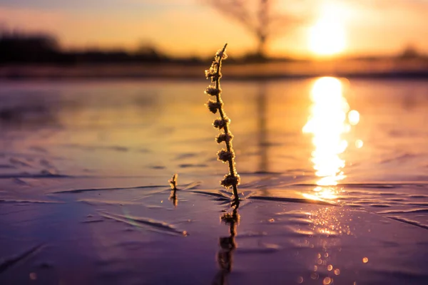 Plantas Congeladas Cobertas Neve Brilhantemente Iluminadas Durante Hora Nascer Sol — Fotografia de Stock