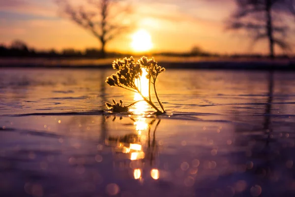 Jasno Oświetlone Zamarznięte Pokryte Śniegiem Rośliny Godzinach Wschodu Słońca Małe — Zdjęcie stockowe