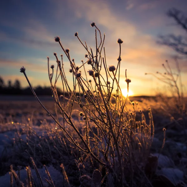 Яскраво Освітлені Заморожені Засніжені Рослини Під Час Сходу Сонця Невелика — стокове фото