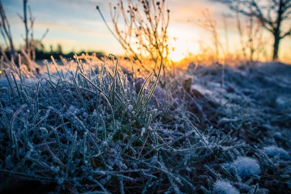 明るく 雪が日の出時間中に植物を覆った凍結点灯 朝一番の雪のある小さな冬の雪景色 鮮やかな日の出の間に雪と道端の植物 — ストック写真