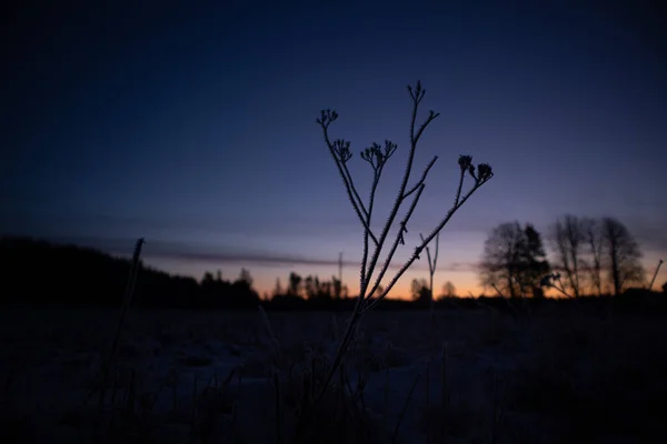 Brightly lit frozen, snow covered plants during the sunrise hour. Small winter svenery with a first snow in the morning. Roadside plants with snow during vibrant sunrise.