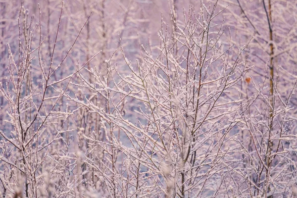 Piękne Zimowe Krajobrazy Pokrytymi Śniegiem Roślinami Pierwszy Śnieg Mróz Podczas — Zdjęcie stockowe