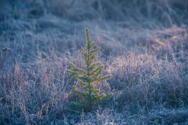 아름다운 풍경에 눈덮인 식물들이 처음으로 서리가 내렸습니다 북유럽에서 식하는 케이프 — 스톡 사진