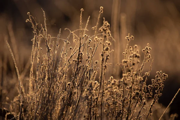 Prachtige Winterochtend Landschap Met Besneeuwde Planten Eerste Sneeuw Vorst Bij — Stockfoto