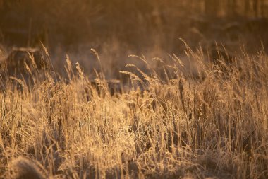 Karla kaplı bitkilerle güzel bir kış sabahı manzarası. Güneş doğarken ilk kar ve don. Kuzey Avrupa 'da kış manzarası.